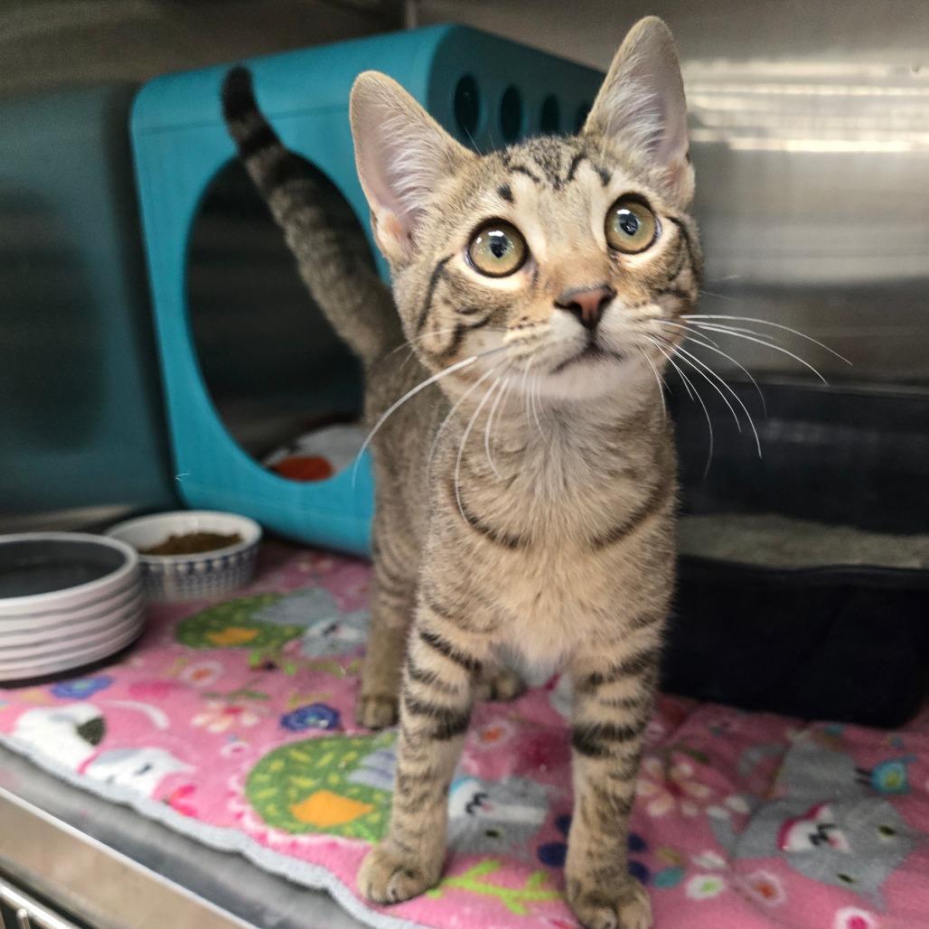 Enlarge Oliver, a Adoptable mixed breed in Williston, FL image 3/5