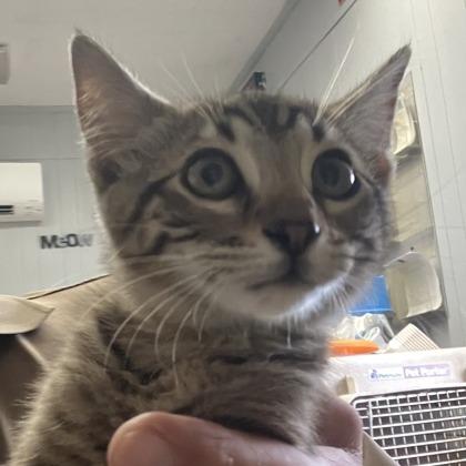 Enlarge Oliver, a Adoptable mixed breed in Williston, FL image 4/5