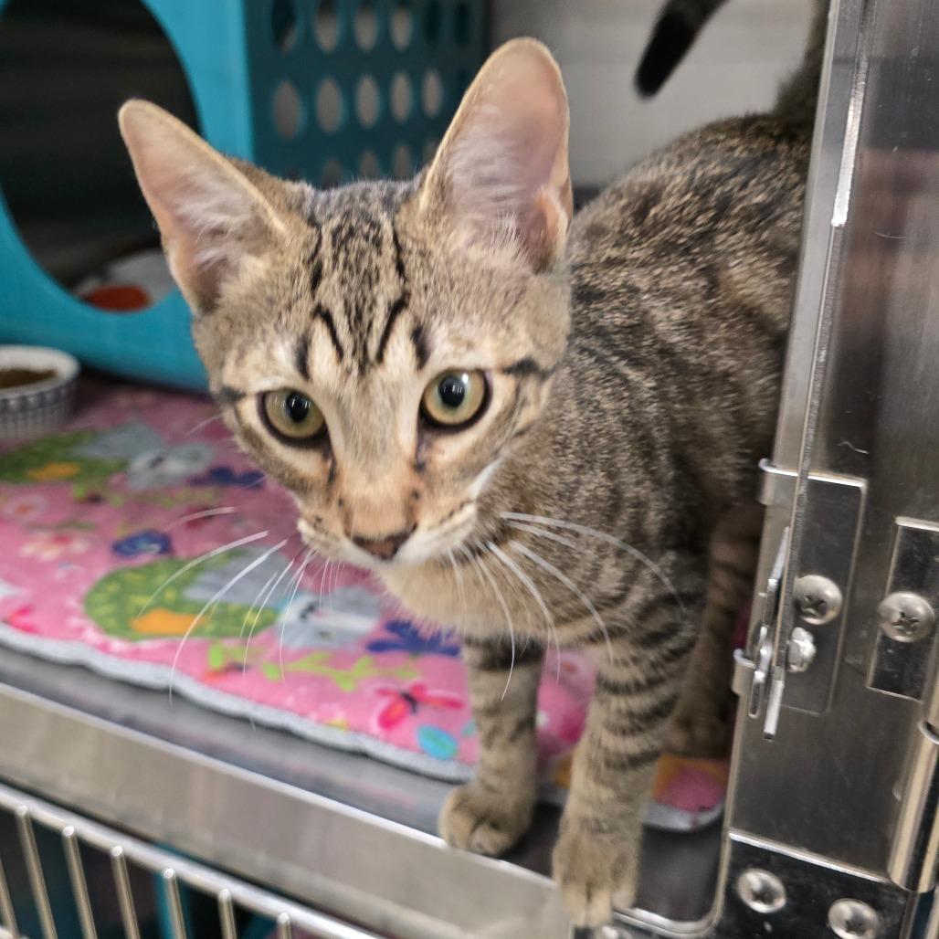 Enlarge Oliver, a Adoptable mixed breed in Williston, FL image 5/5