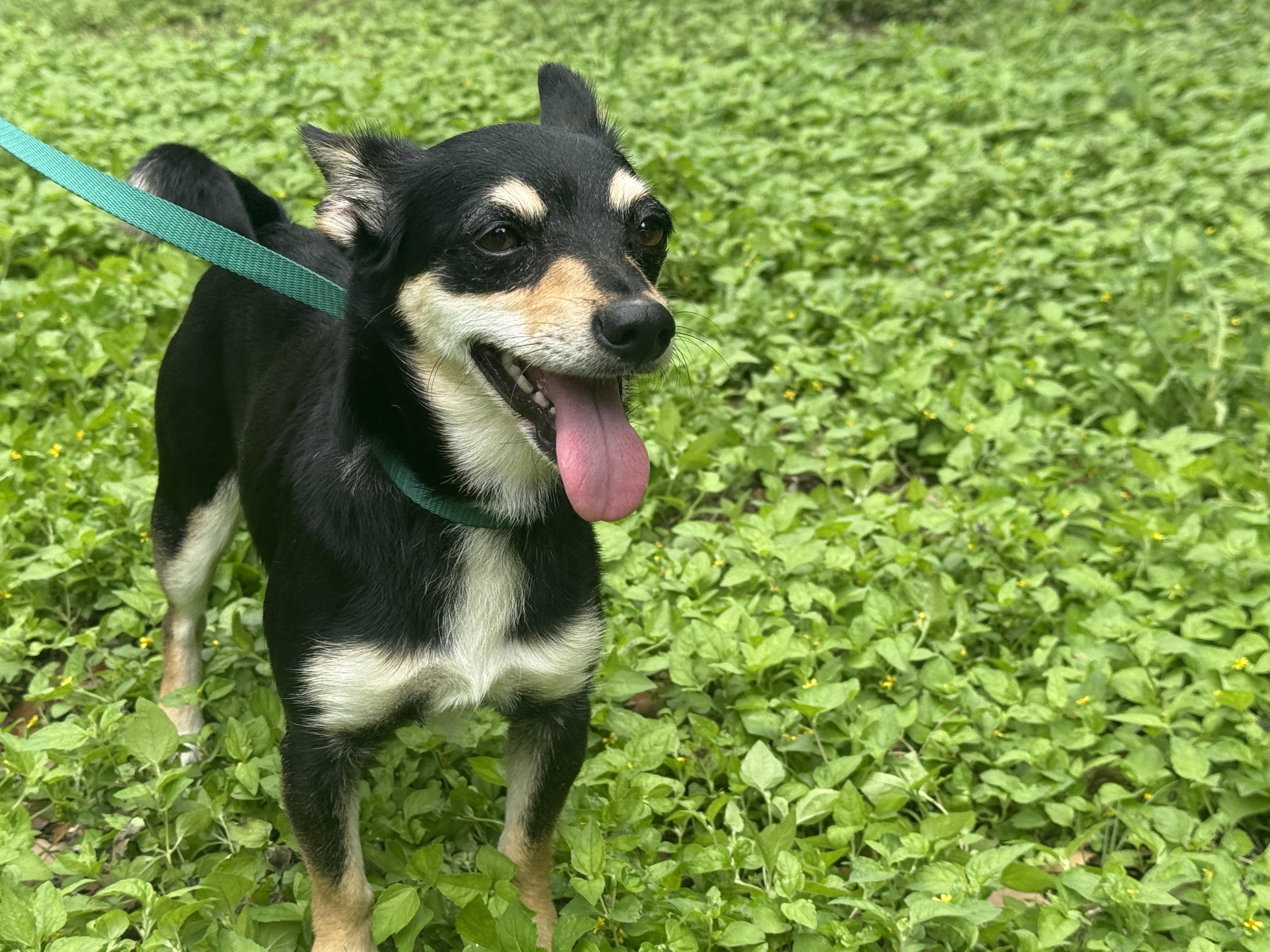 Alice, a ADOPTABLE mixed breed in Round Rock, TX image 1/3