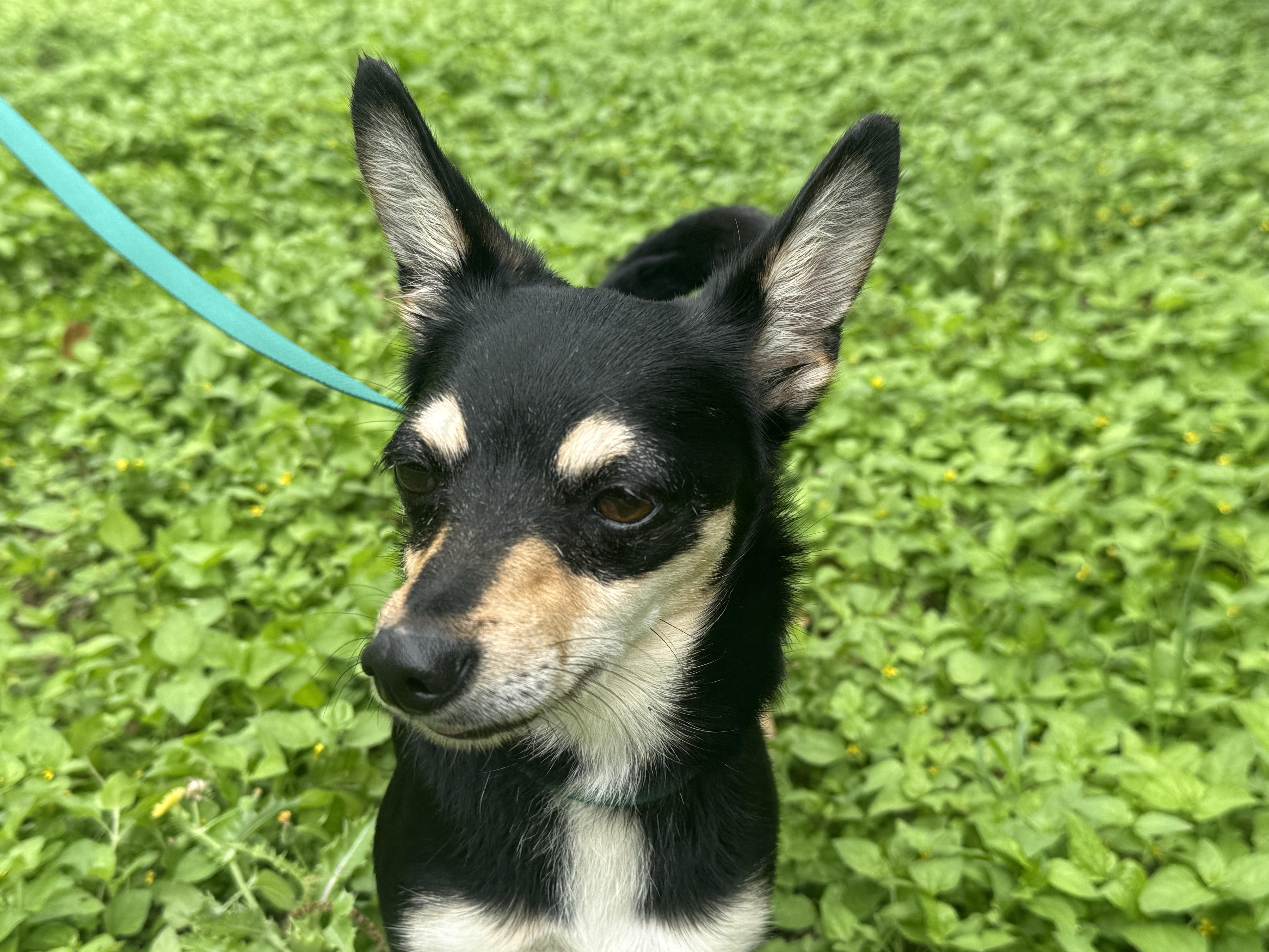 Alice, a ADOPTABLE mixed breed in Round Rock, TX image 3/3