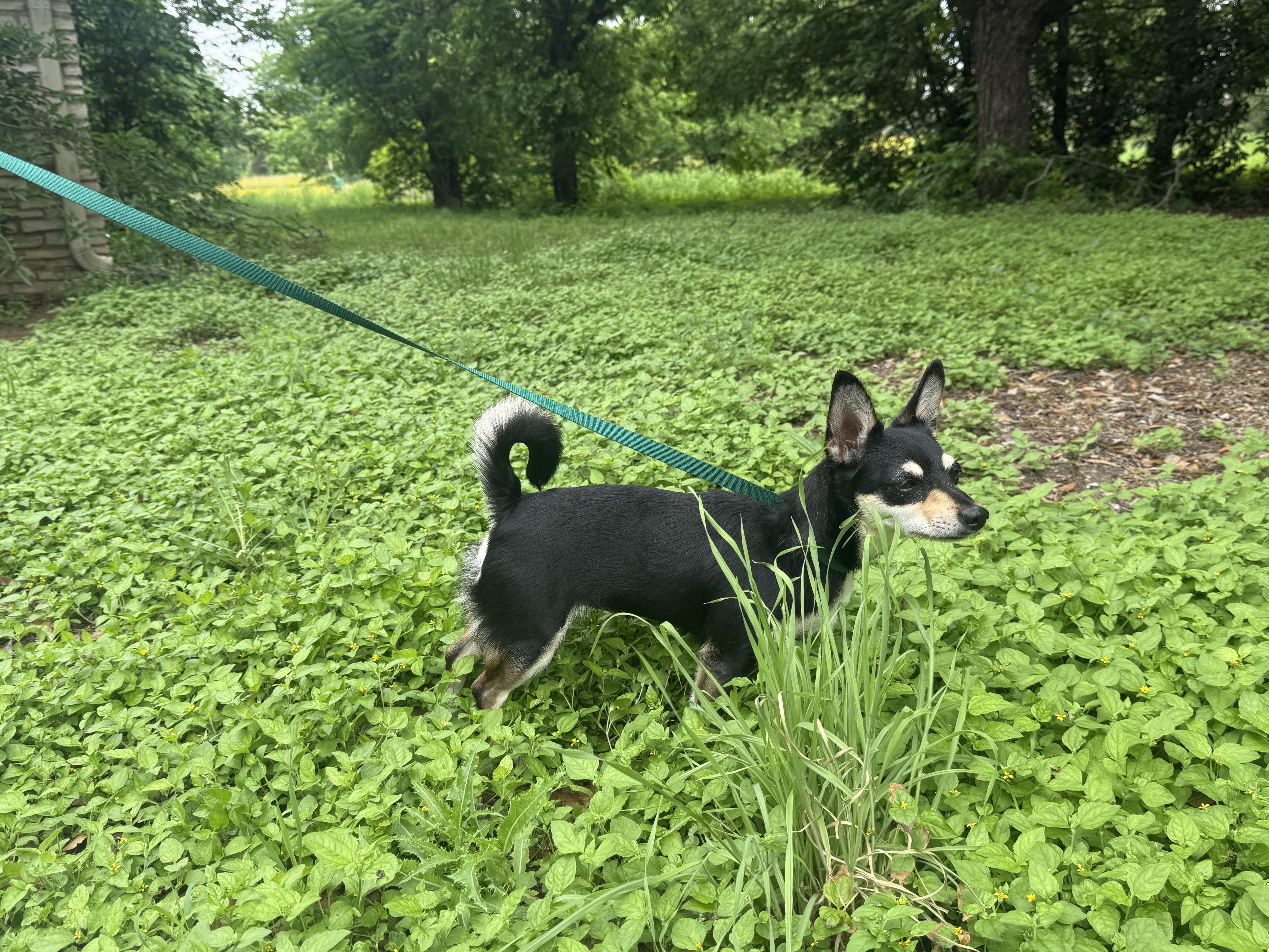 Alice, a ADOPTABLE mixed breed in Round Rock, TX image 2/3