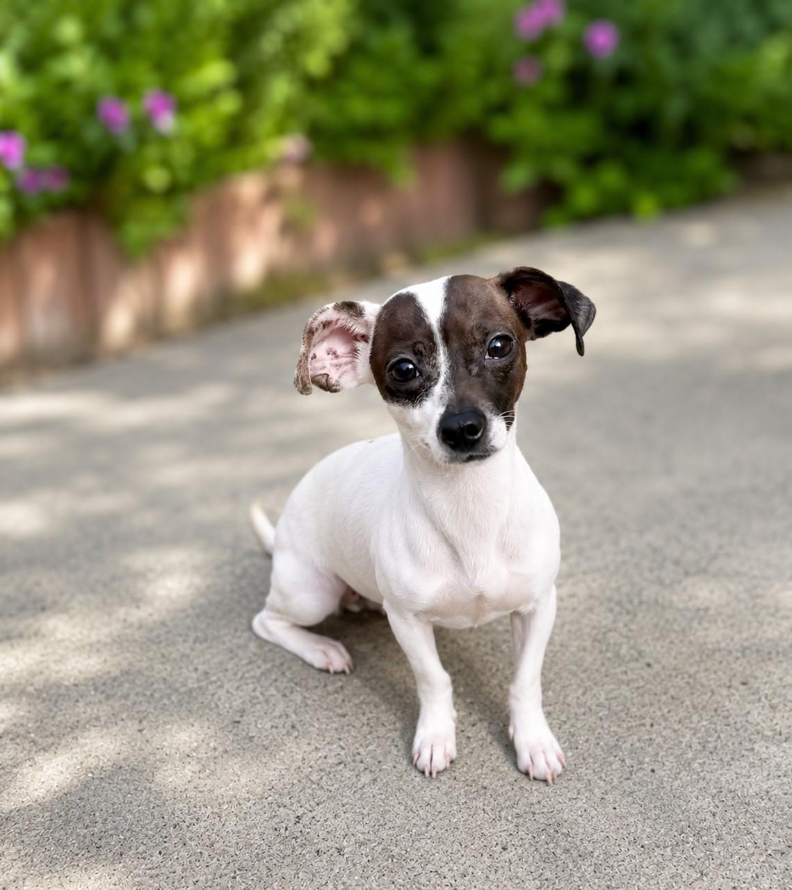 Enlarge Millie, a ADOPTABLE Rat Terrier in El Segundo, CA image 3/5