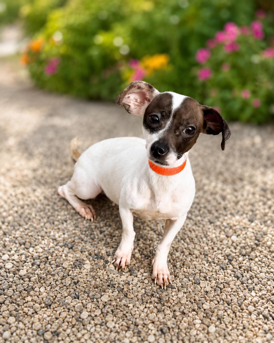 Enlarge Millie, a ADOPTABLE Rat Terrier in El Segundo, CA image 5/5