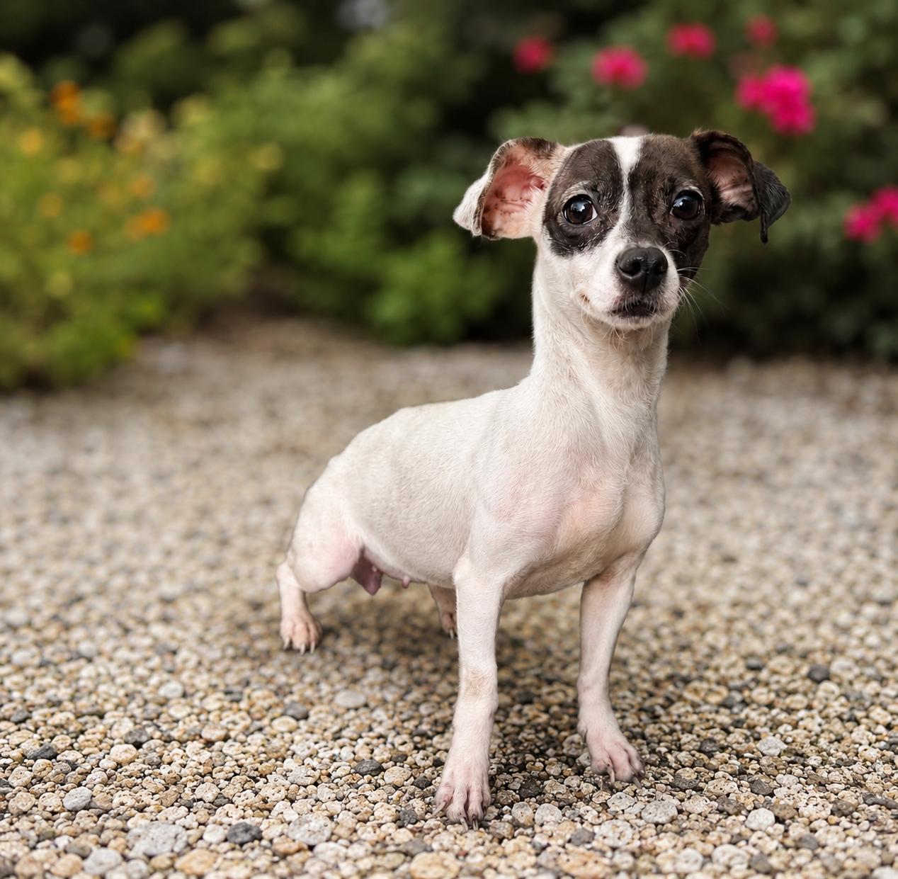 Enlarge Millie, a ADOPTABLE Rat Terrier in El Segundo, CA image 4/5
