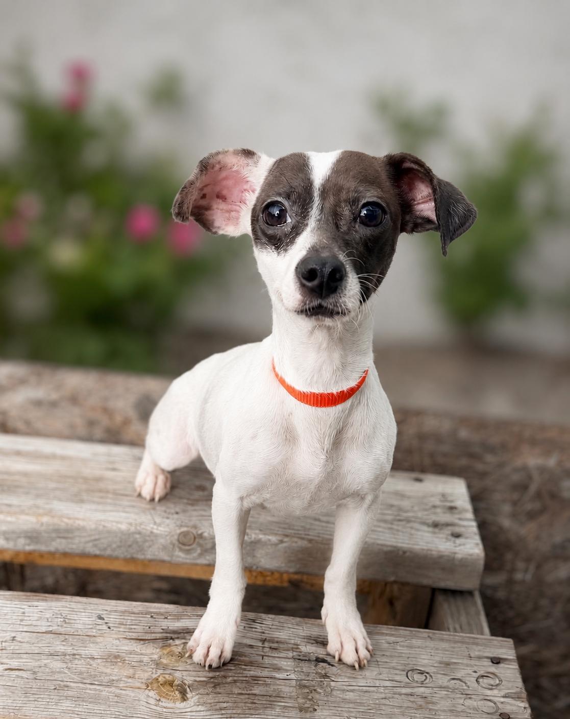 Enlarge Millie, a ADOPTABLE Rat Terrier in El Segundo, CA image 1/5
