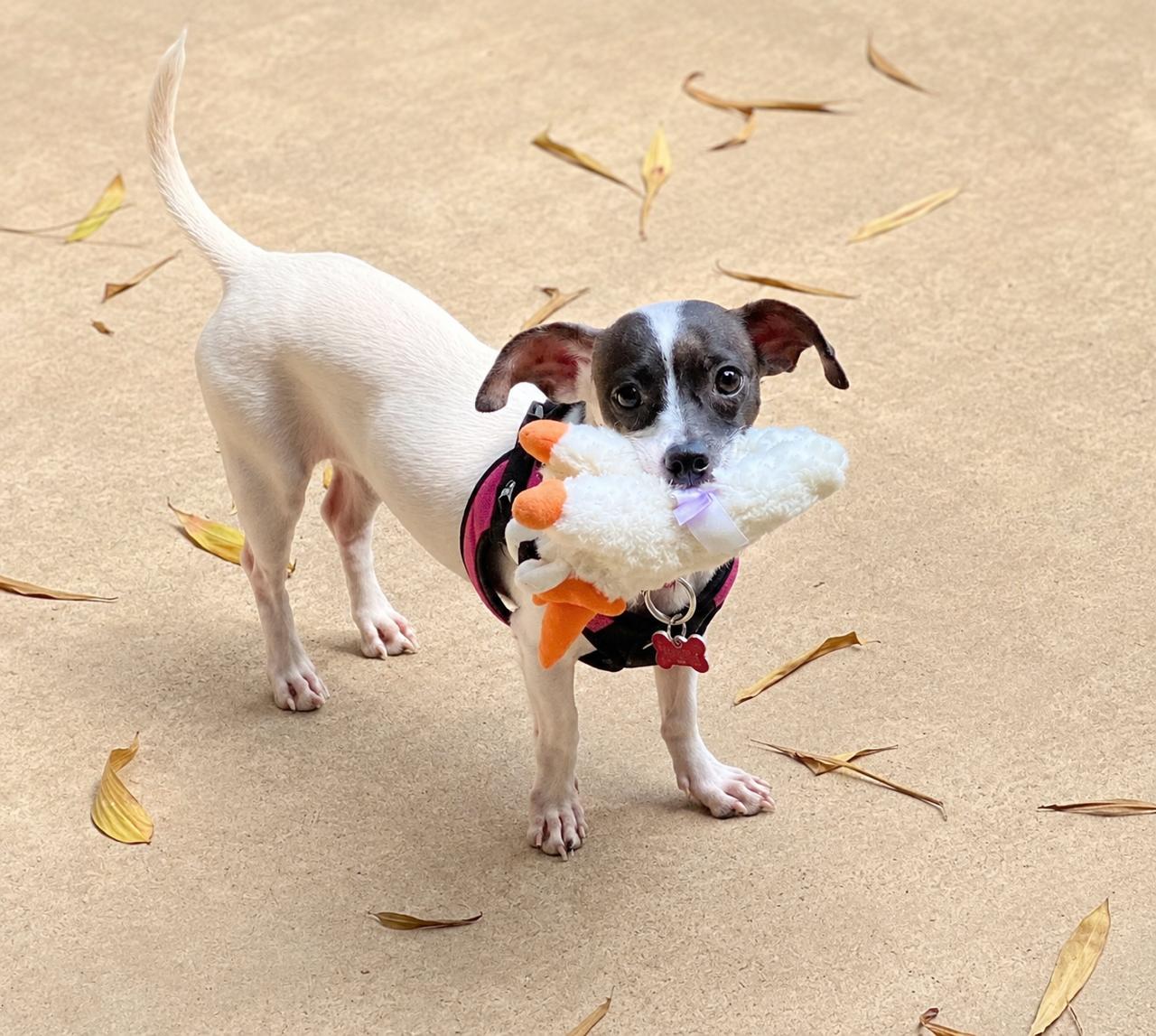 Enlarge Millie, a ADOPTABLE mixed breed in El Segundo, CA image 5/6