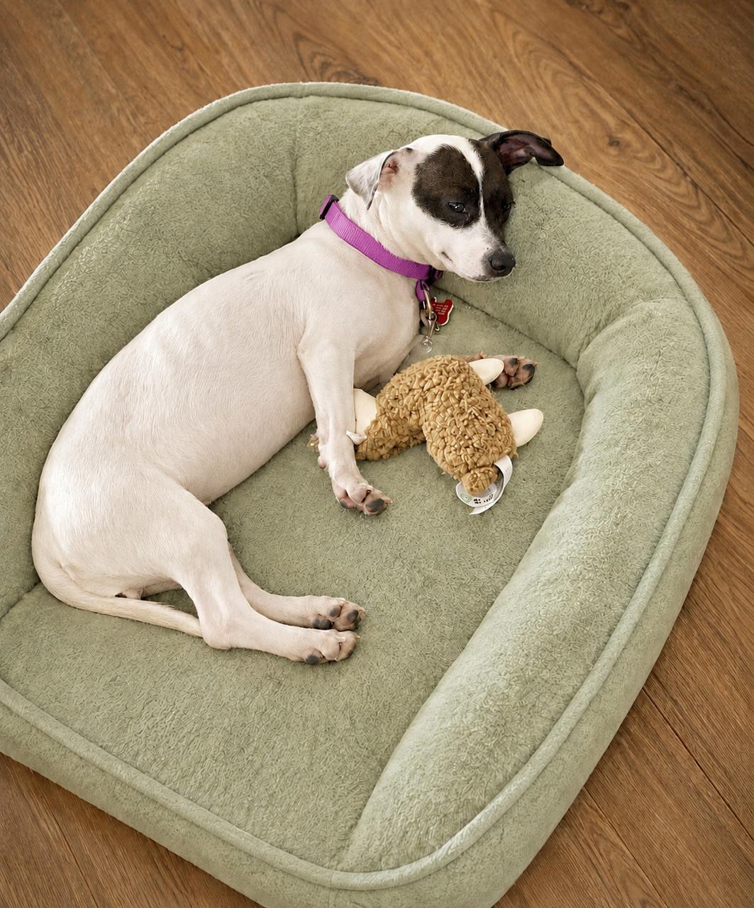 Enlarge Millie, a ADOPTABLE mixed breed in El Segundo, CA image 6/6