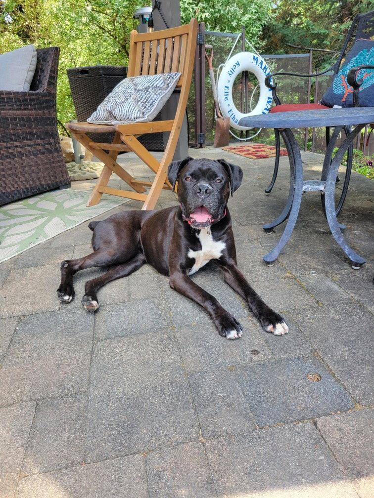 Paisley, Adoptable, Young Female Boxer.