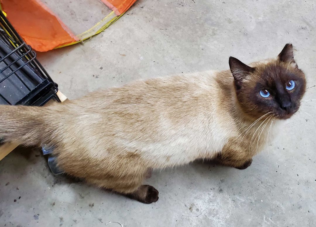 Sammy, a Adoptable Siamese in HENDERSON, TX image 1/6