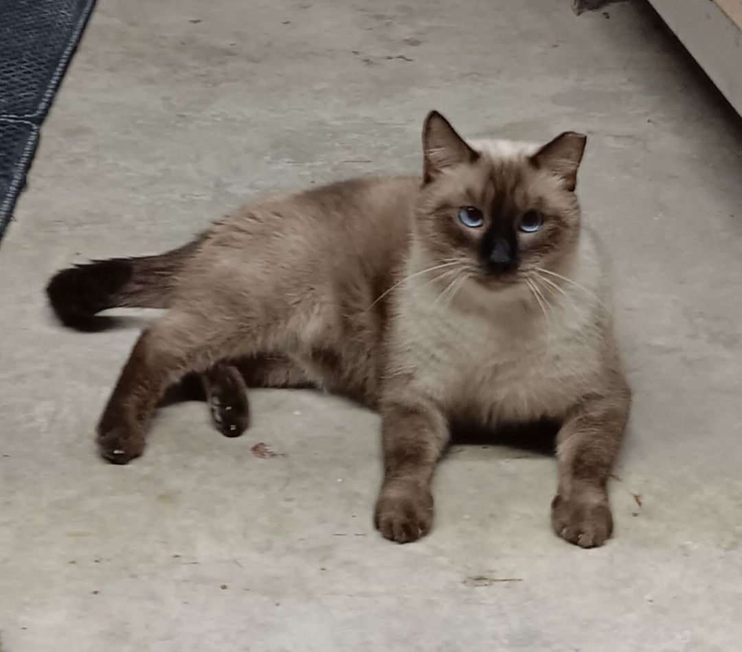 Sammy, a Adoptable Siamese in HENDERSON, TX image 2/6