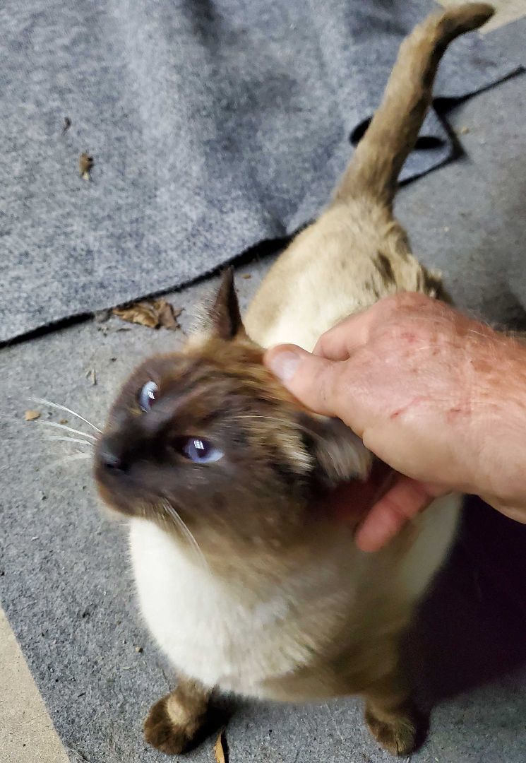 Sammy, an adoptable Siamese in HENDERSON, TX, 75652 | Photo Image 6