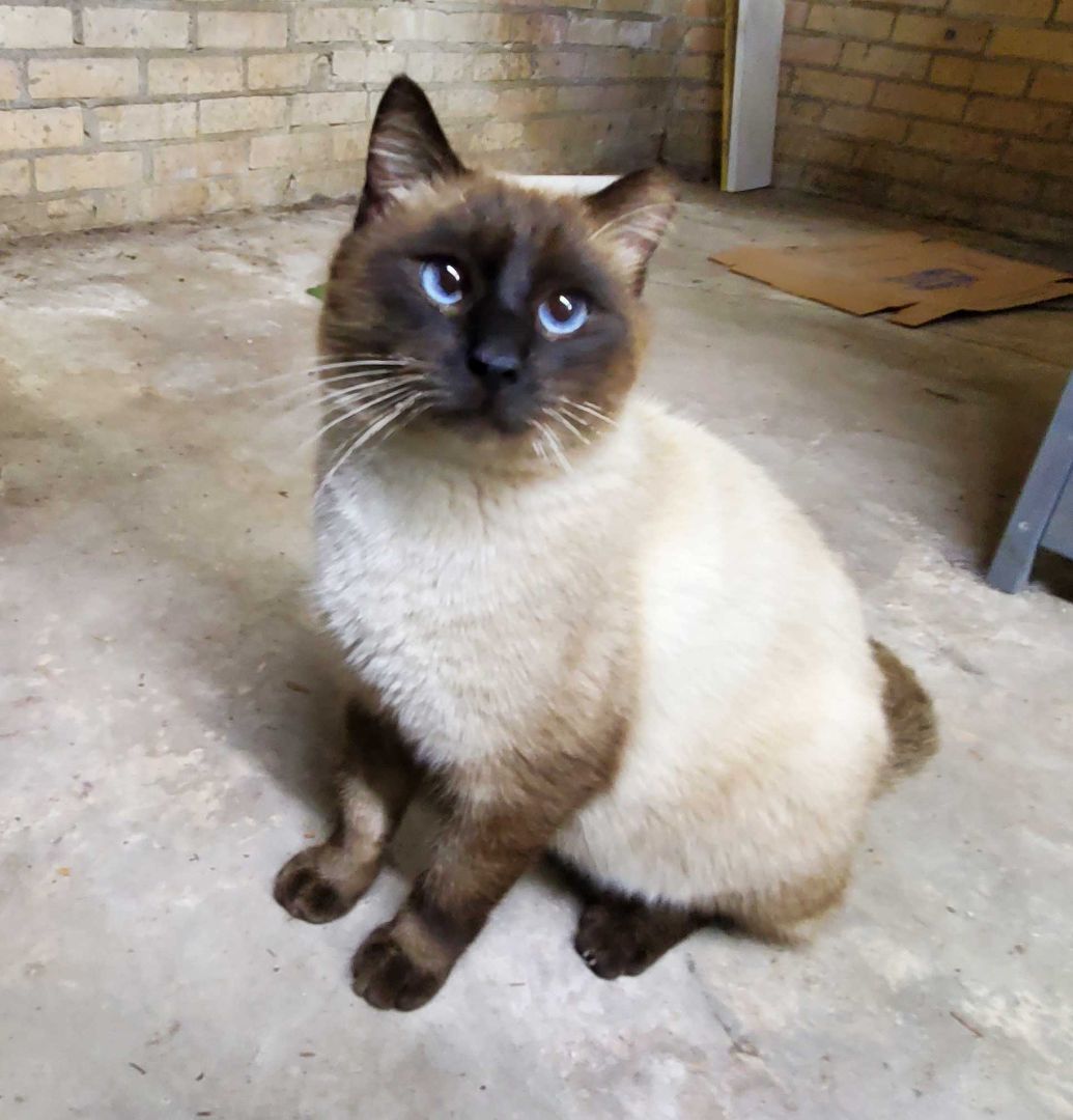 Sammy, an adoptable Siamese in HENDERSON, TX, 75652 | Photo Image 4