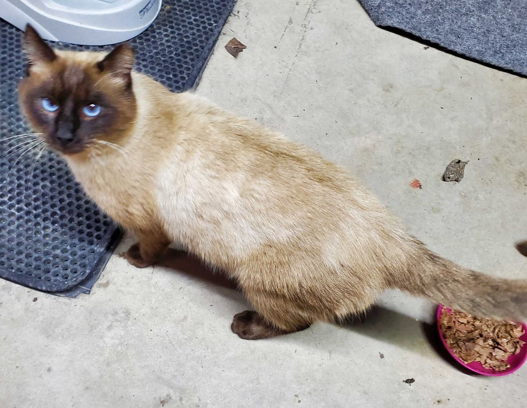 Sammy, an adoptable Siamese in HENDERSON, TX, 75652 | Photo Image 5