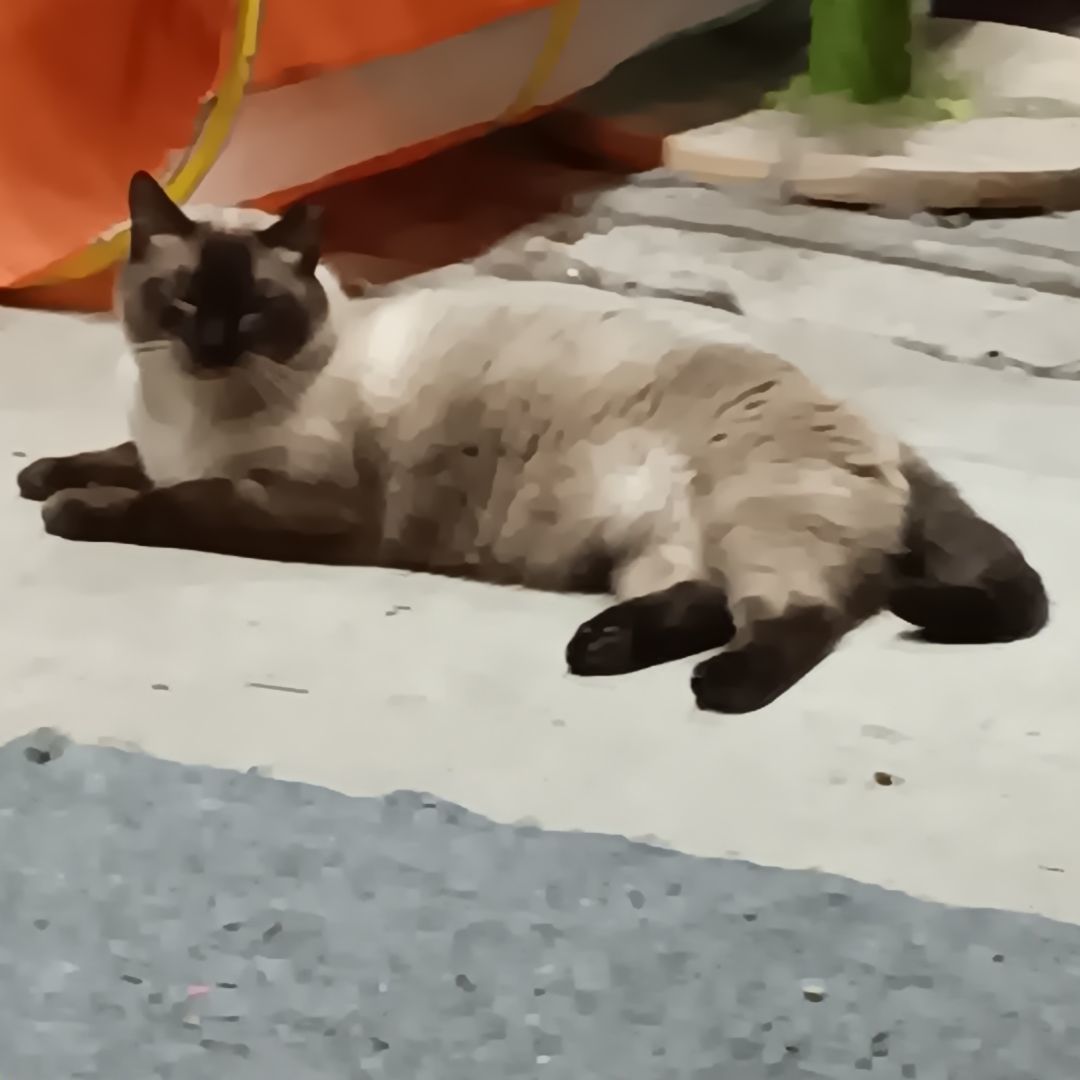 Sammy, a Adoptable Siamese in HENDERSON, TX image 6/6