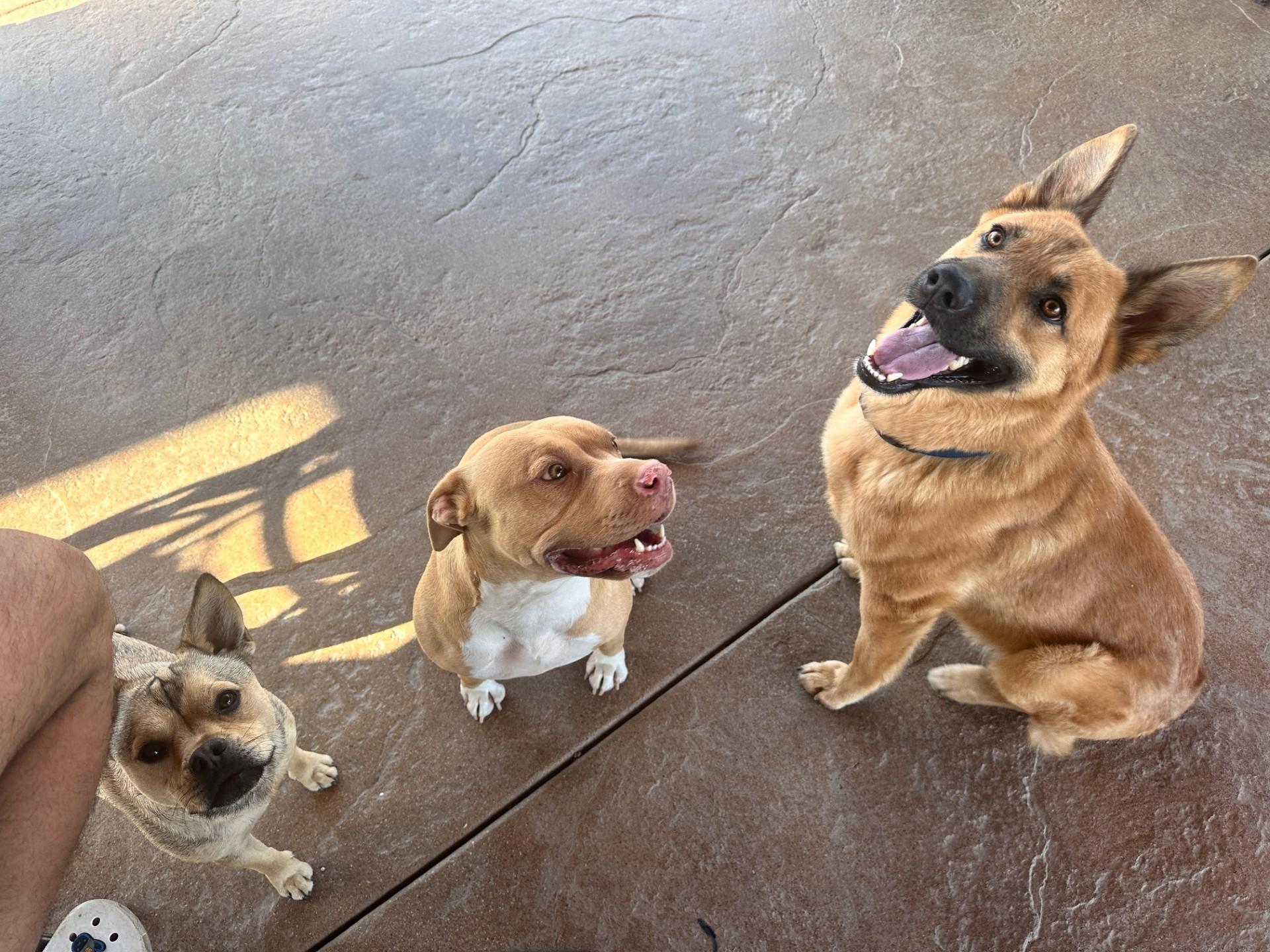 Enlarge Koda, a Adopted German Shepherd Dog in Los Angeles, CA image 1/5