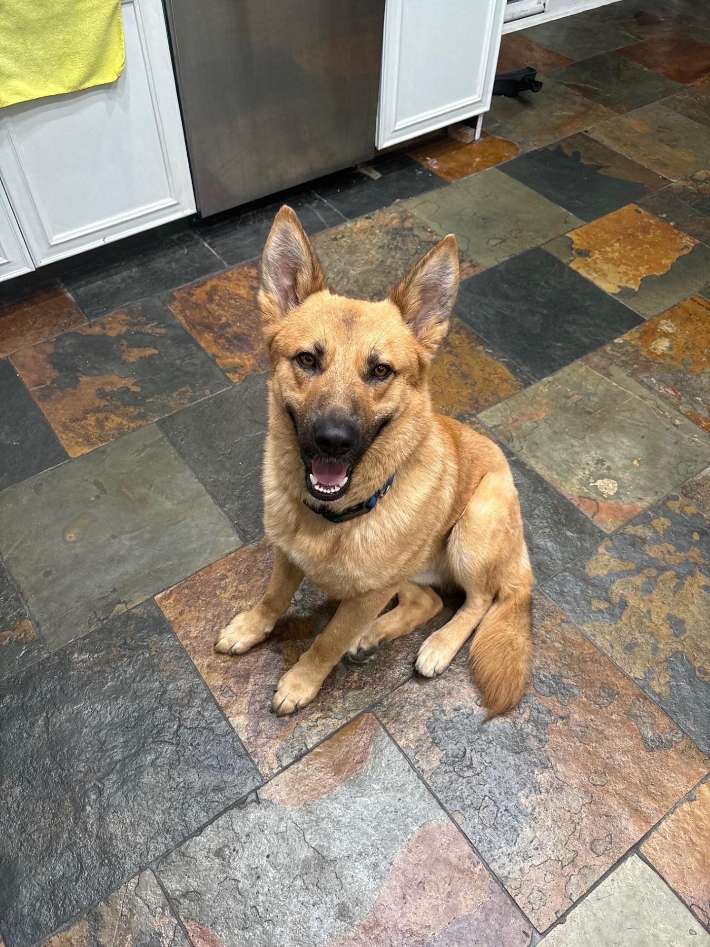 Enlarge Koda, a Adopted German Shepherd Dog in Los Angeles, CA image 2/5