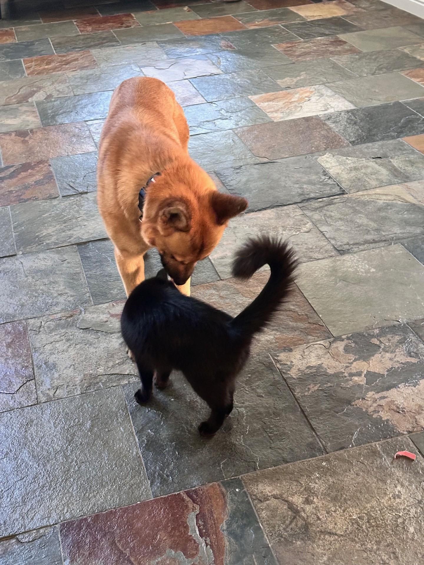 Enlarge Koda, a Adopted German Shepherd Dog in Los Angeles, CA image 3/5