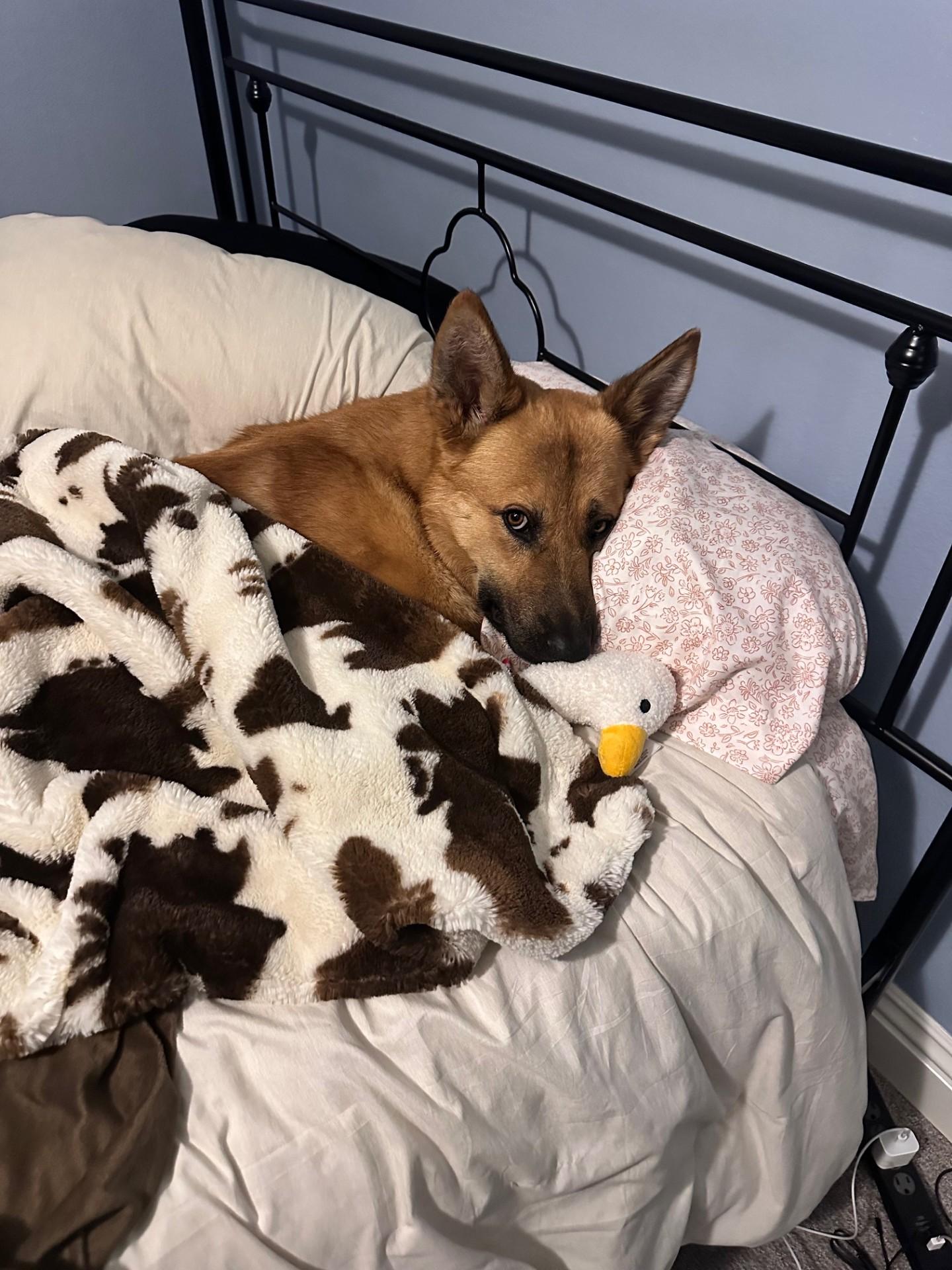 Enlarge Koda, a Adopted German Shepherd Dog in Los Angeles, CA image 4/5