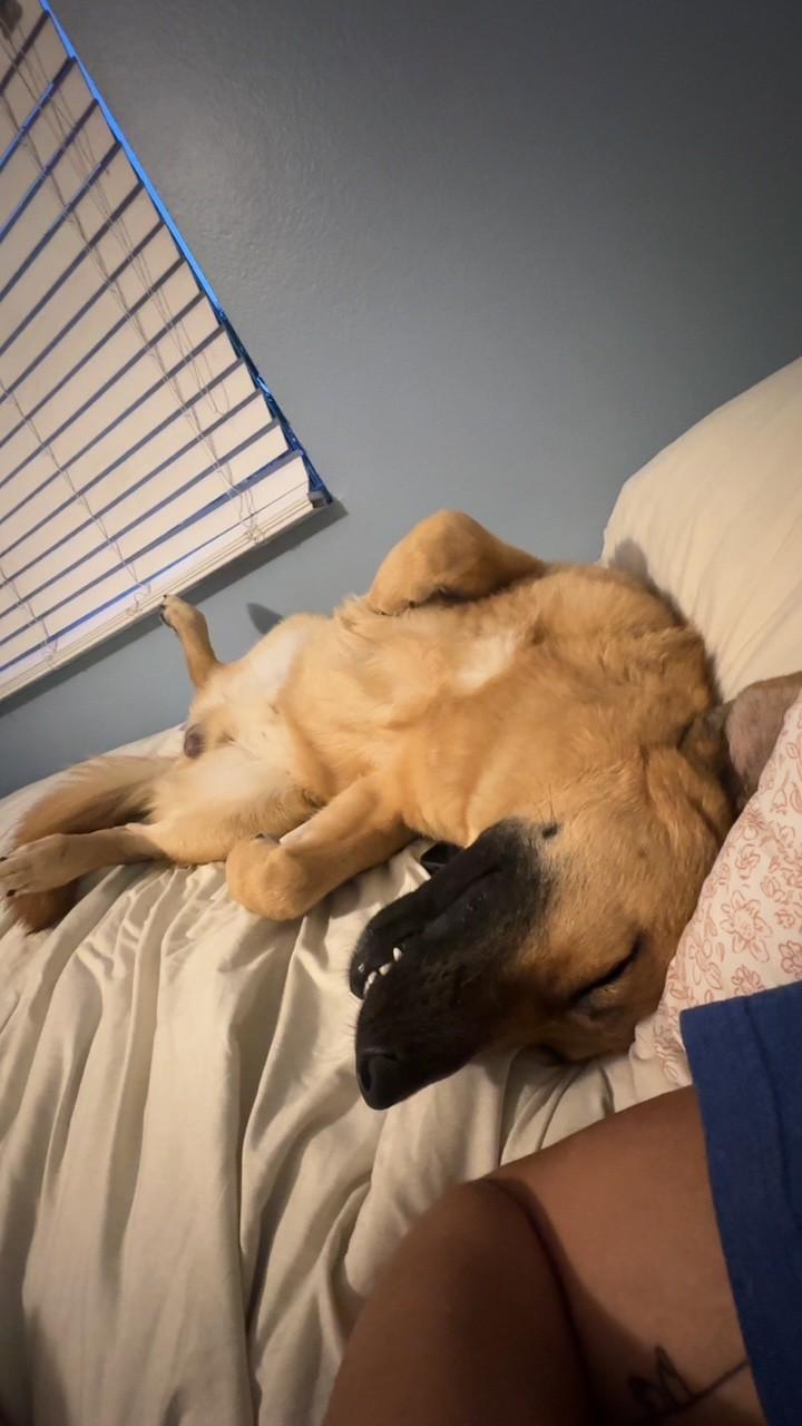 Enlarge Koda, a Adopted German Shepherd Dog in Los Angeles, CA image 5/5