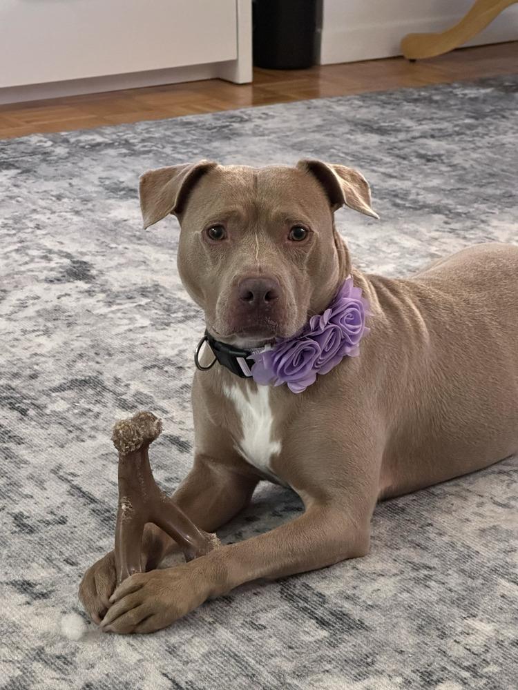 Enlarge Ginger Spice, a Adoptable mixed breed in New York, NY image 2/4