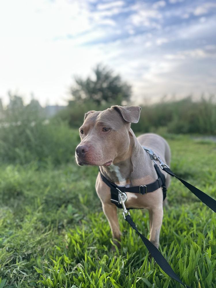 Enlarge Ginger Spice, a Adoptable mixed breed in New York, NY image 3/4