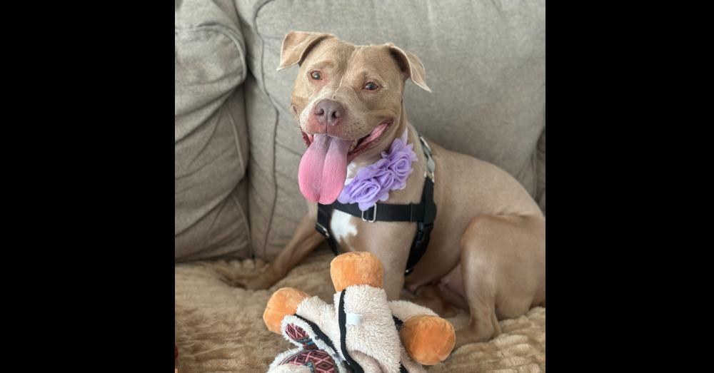 Enlarge Ginger Spice, a Adoptable mixed breed in New York, NY image 4/4