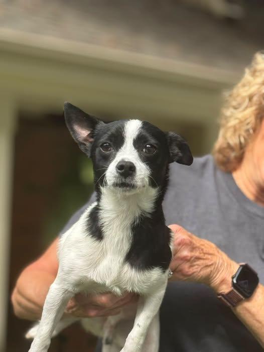 Enlarge Manchi, a Adoptable mixed breed in Matthews, NC image 5/5