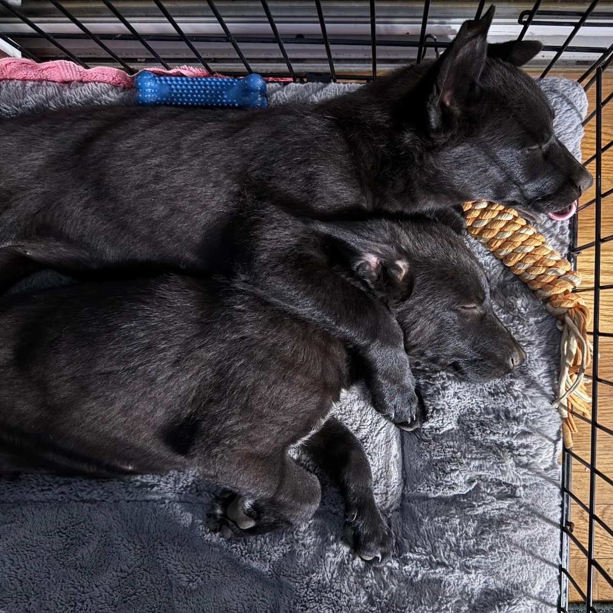 Marcia, a Adoptable mixed breed in Burbank, CA image 3/5