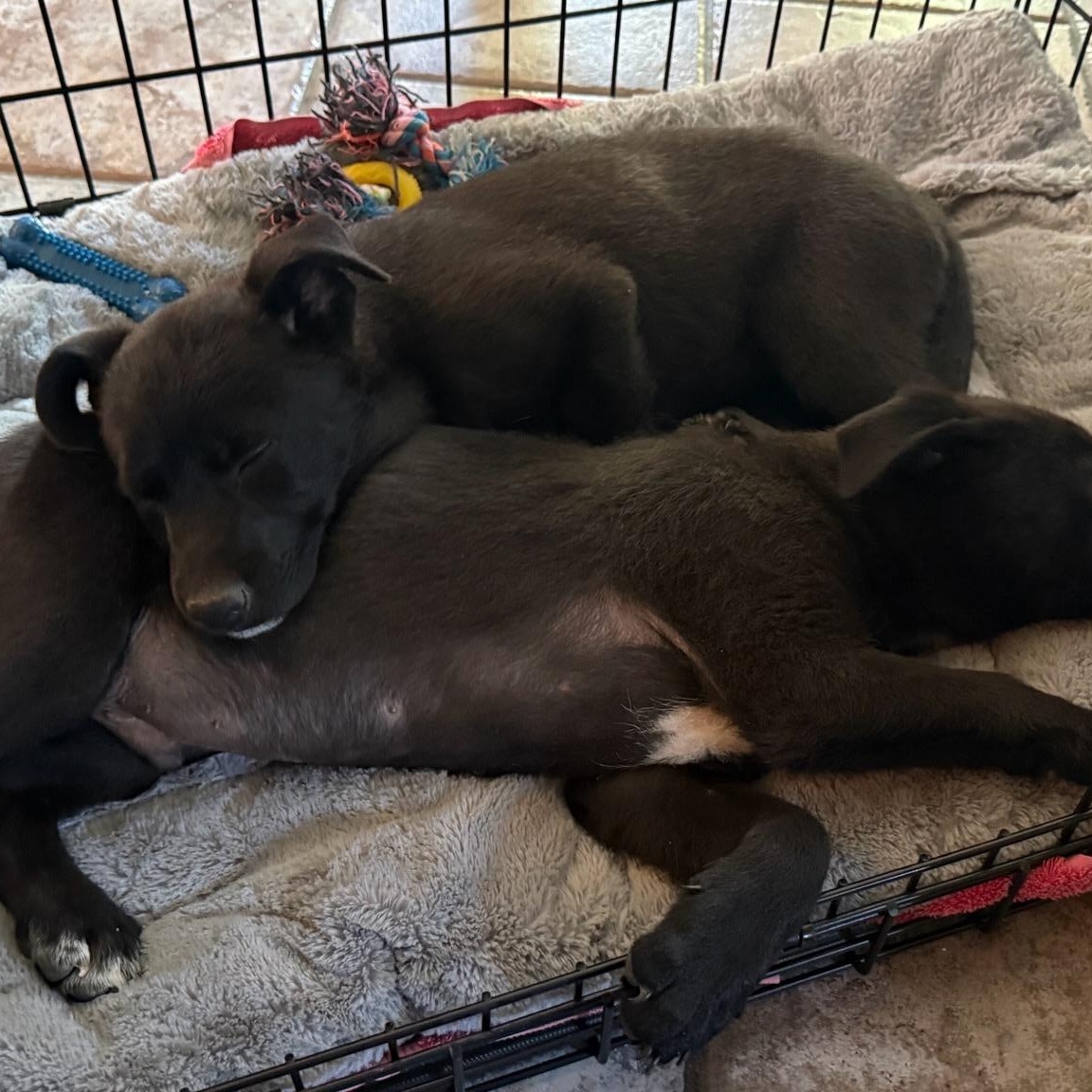 Marcia, a Adoptable mixed breed in Burbank, CA image 4/5