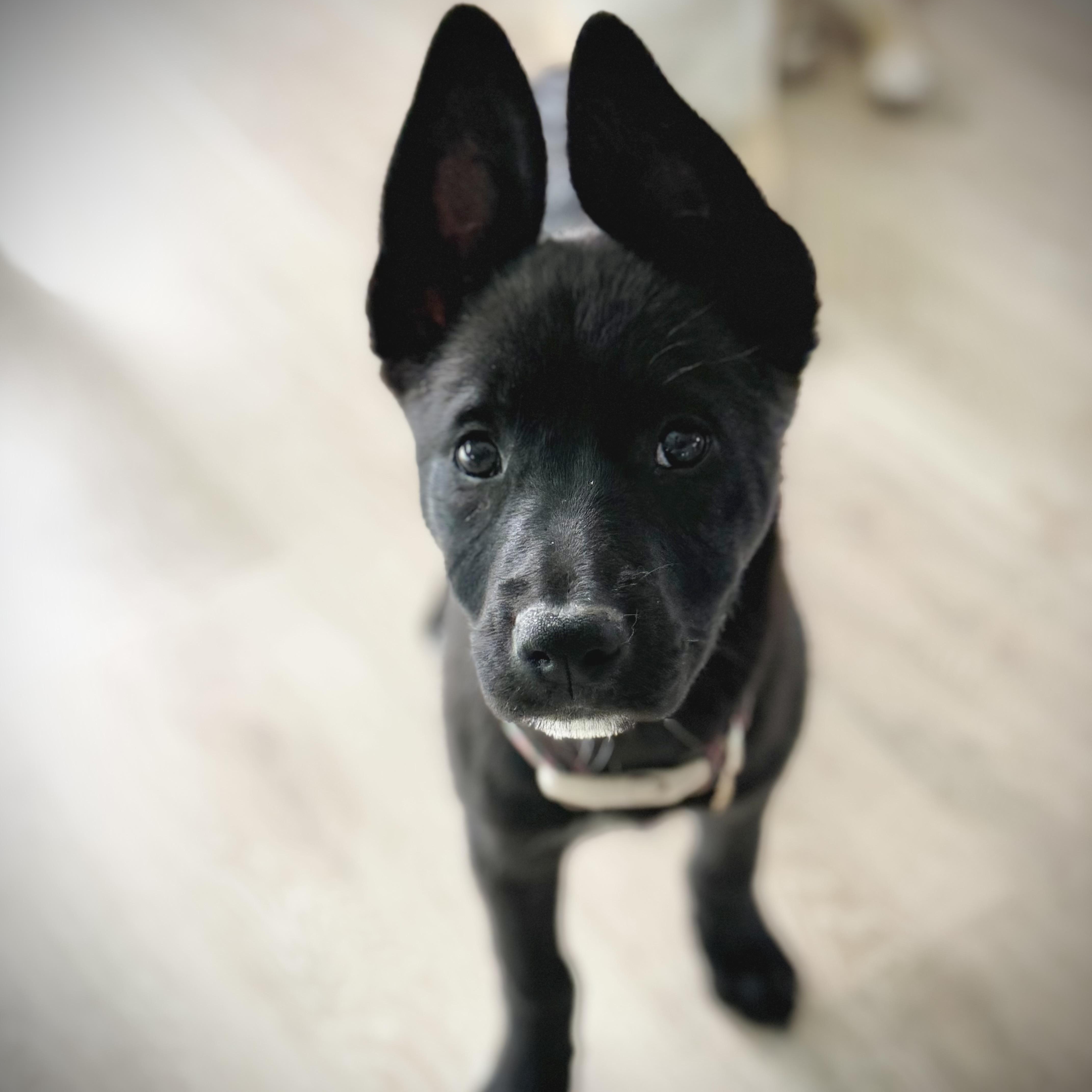 Marcia, a Adoptable mixed breed in Burbank, CA image 2/5