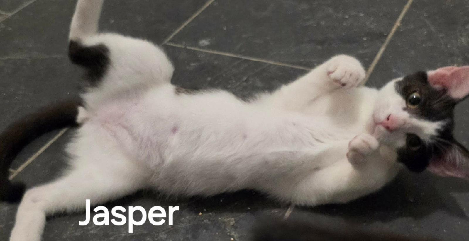Jasper, Adoptable, Young Male Domestic Short Hair.
