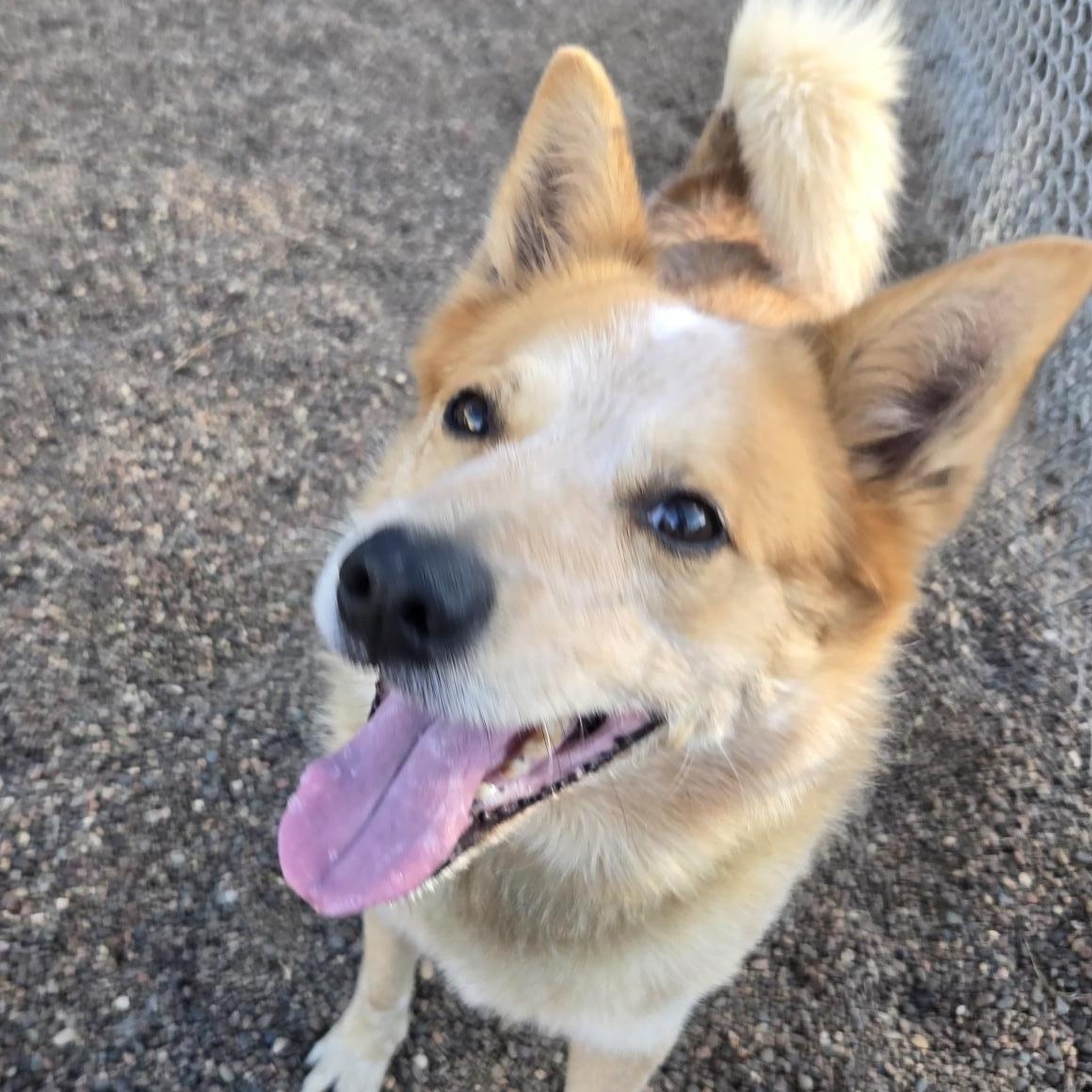 Enlarge Rusty, a Adoptable mixed breed in Black River Falls, WI image 2/4
