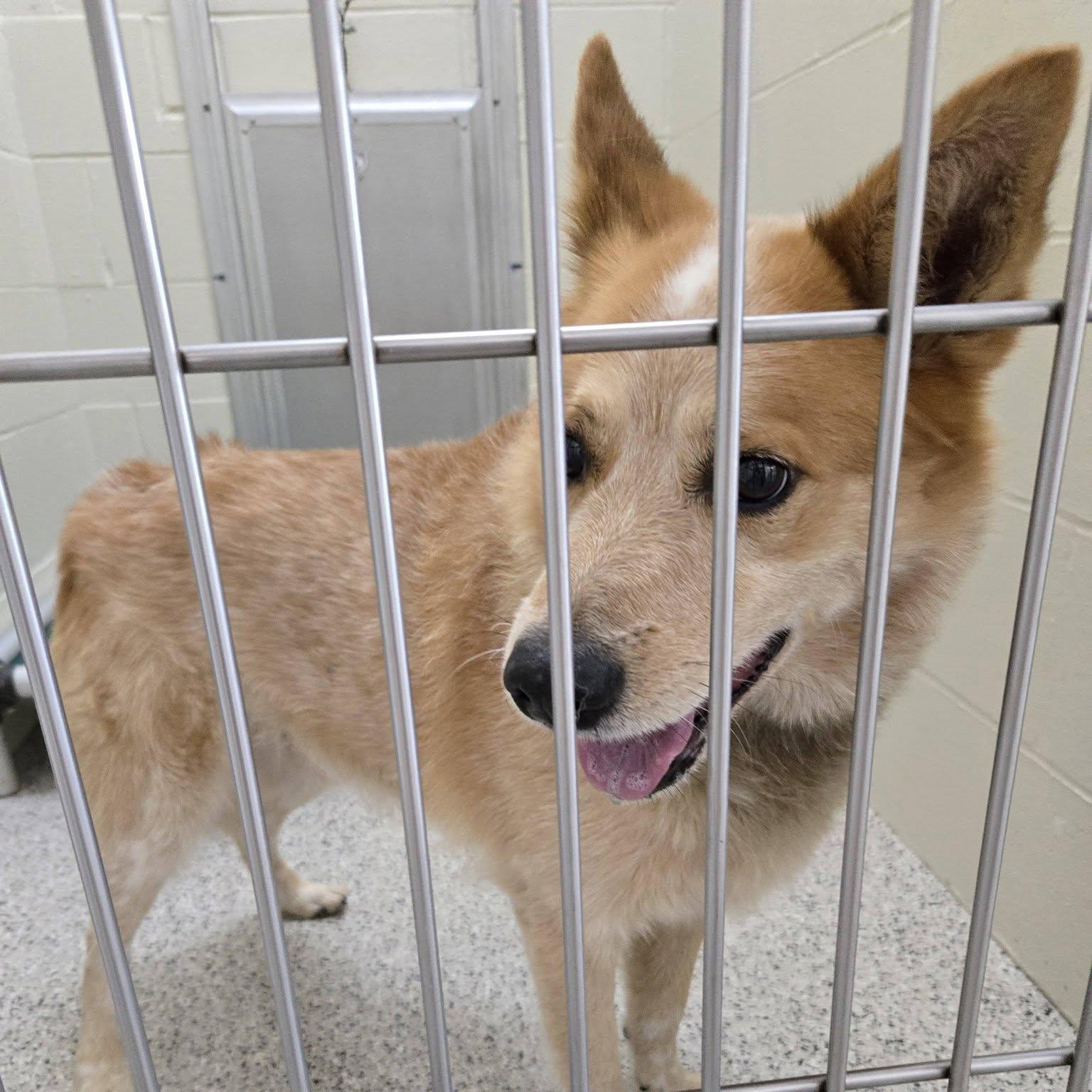 Enlarge Rusty, a Adoptable mixed breed in Black River Falls, WI image 3/4