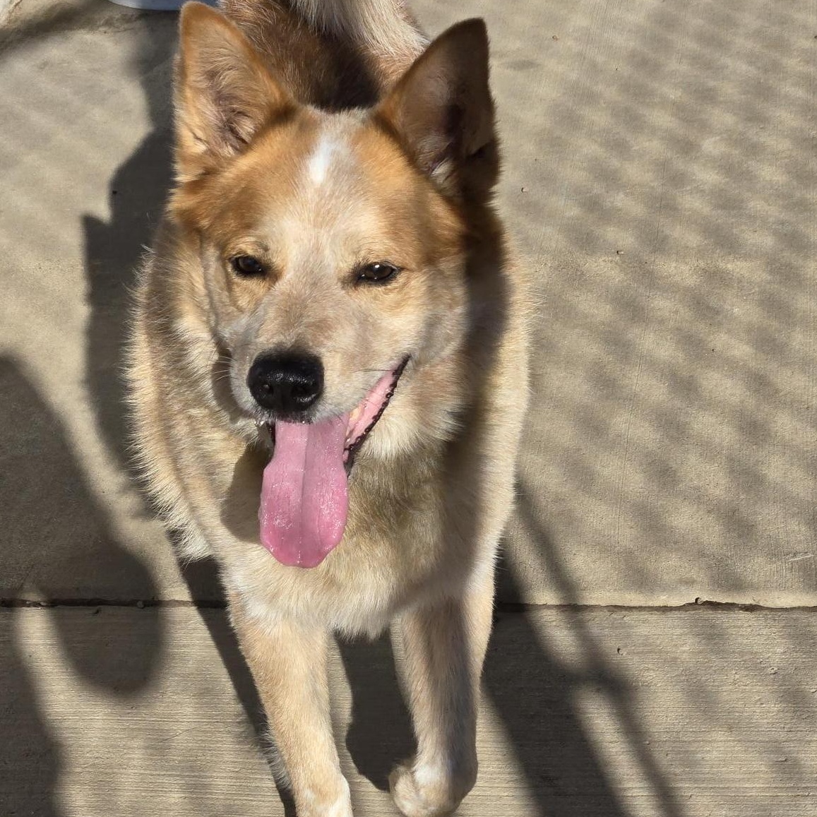 Rusty, Adoptable, Adult Male Australian Cattle Dog / Blue Heeler & Mixed Breed.