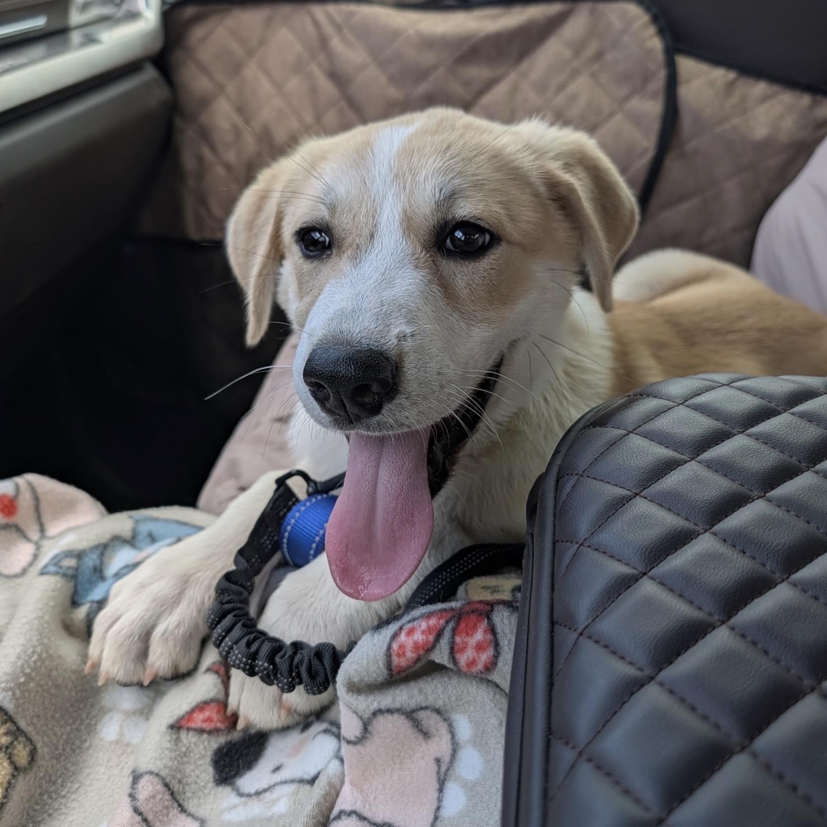 Luke, an adopted mixed breed in San Antonio, TX image 3/5