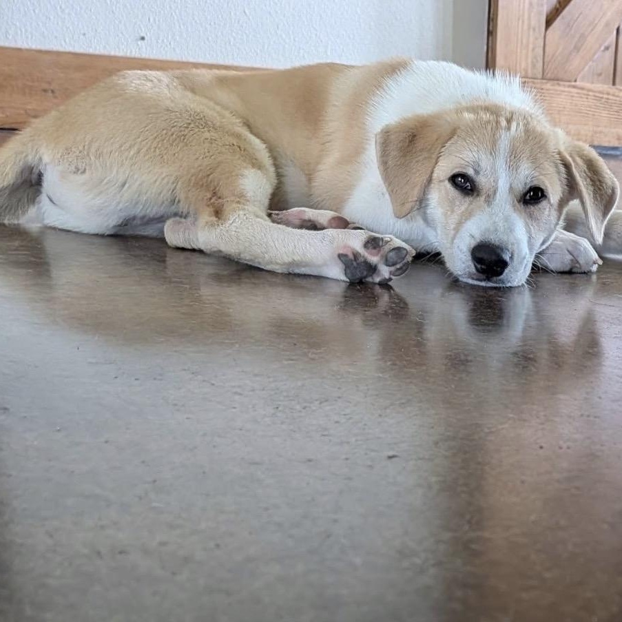 Luke, an adopted mixed breed in San Antonio, TX image 5/5