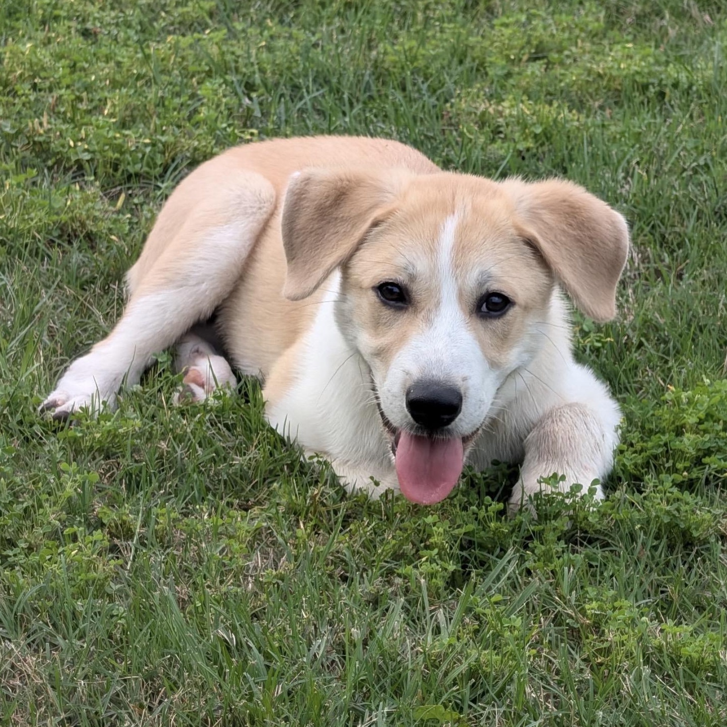 Luke, adopted, Puppy Male Labrador Retriever.