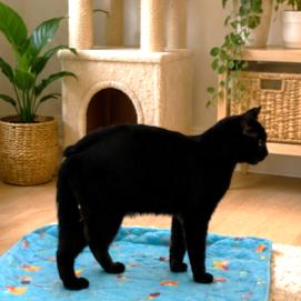 Enlarge BJORN - BOBTAIL BOMBAY (DOG IN A CAT SUIT), a Adoptable Bombay in Danbury, CT image 3/3