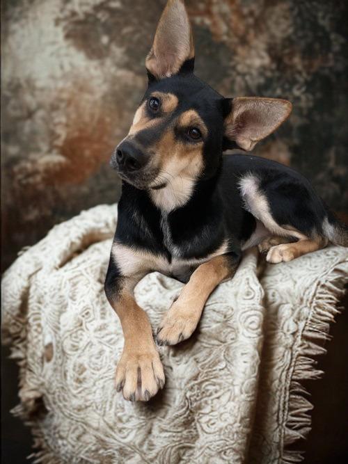 Enlarge Foxy, a Adoptable Shepherd in Chatham, VA image 1/3