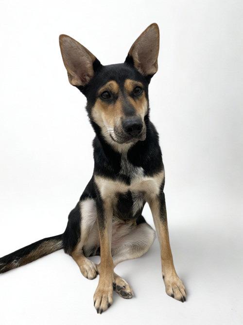 Enlarge Foxy, a Adoptable Shepherd in Chatham, VA image 2/3