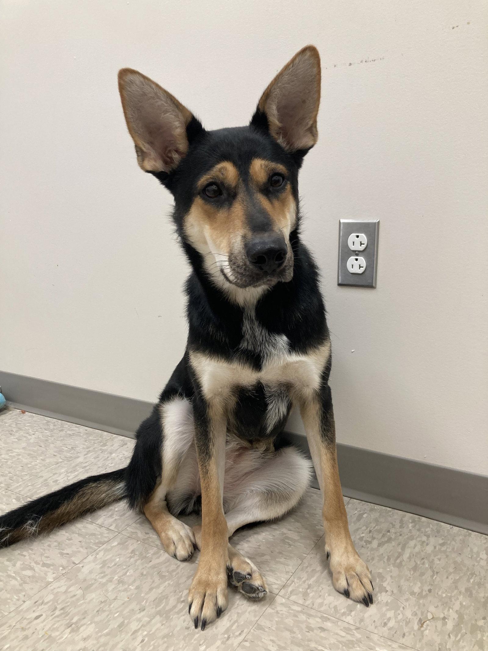Enlarge Foxy, a Adoptable Shepherd in Chatham, VA image 2/3