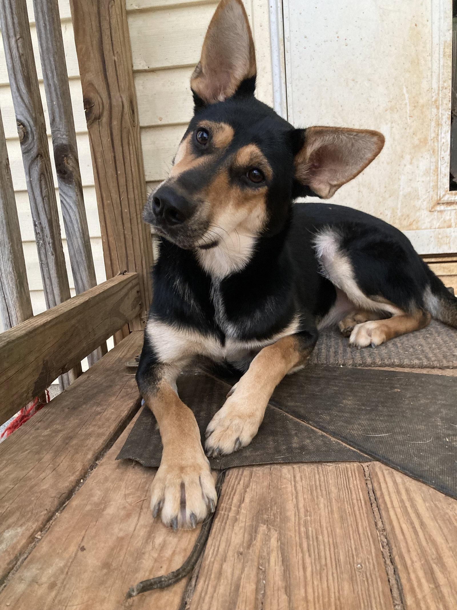 Enlarge Foxy, a Adoptable Shepherd in Chatham, VA image 3/3