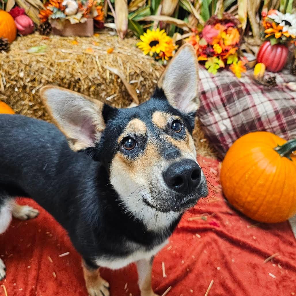 Enlarge Foxy, a Adoptable Shepherd in Chatham, VA image 3/3