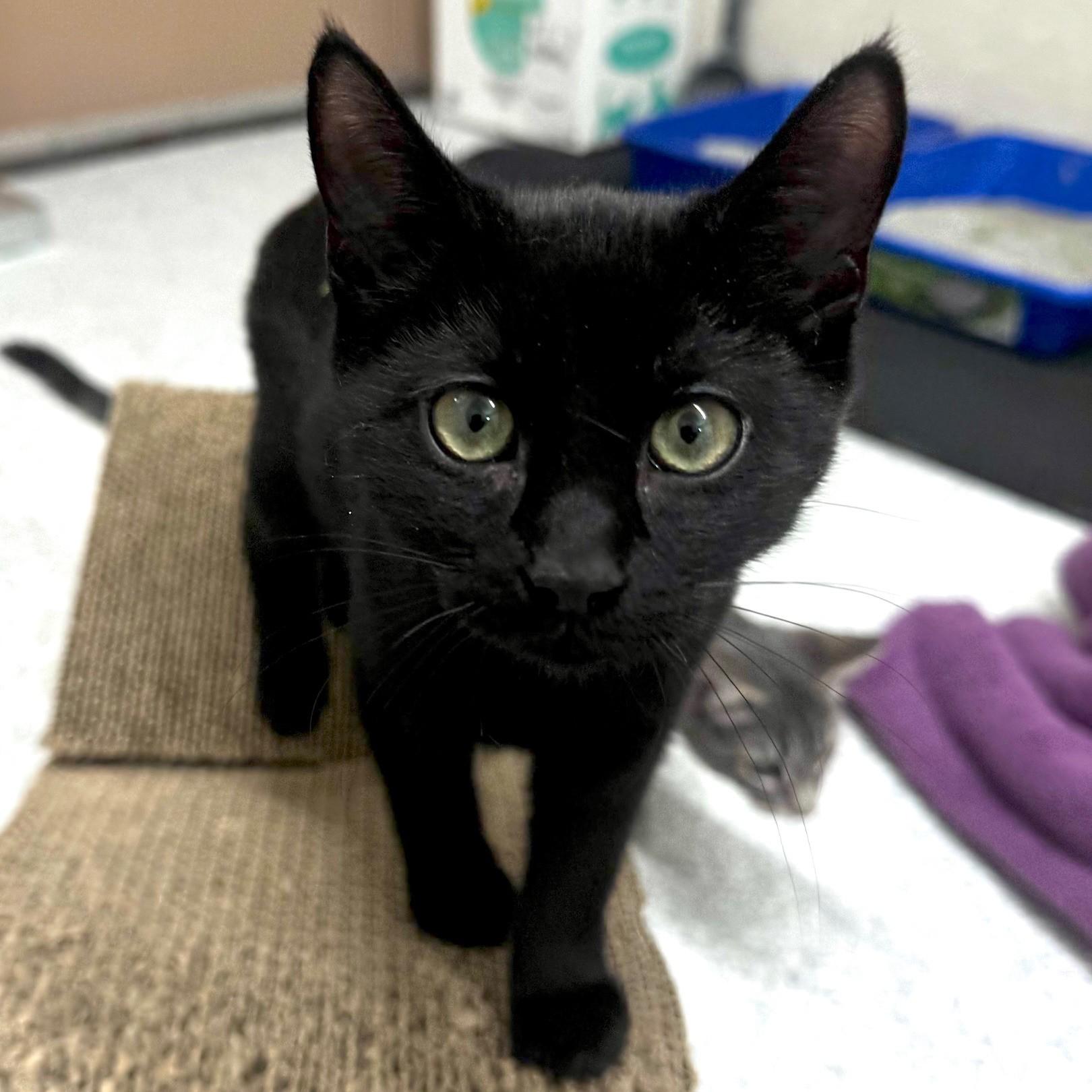 River, ADOPTABLE, Kitten Female Domestic Short Hair.