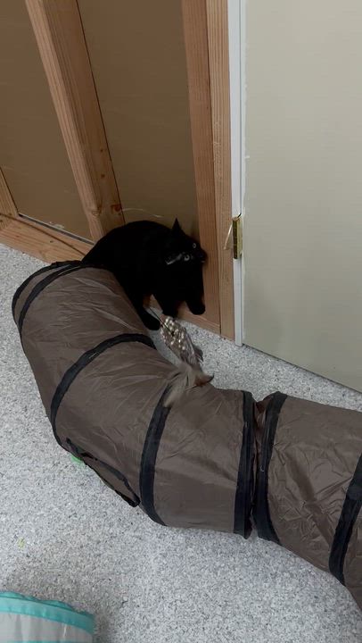 Enlarge River, a ADOPTABLE Domestic Short Hair in Pottsville, PA video 3/3