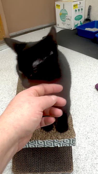 Enlarge River, a ADOPTABLE Domestic Short Hair in Pottsville, PA video 2/3