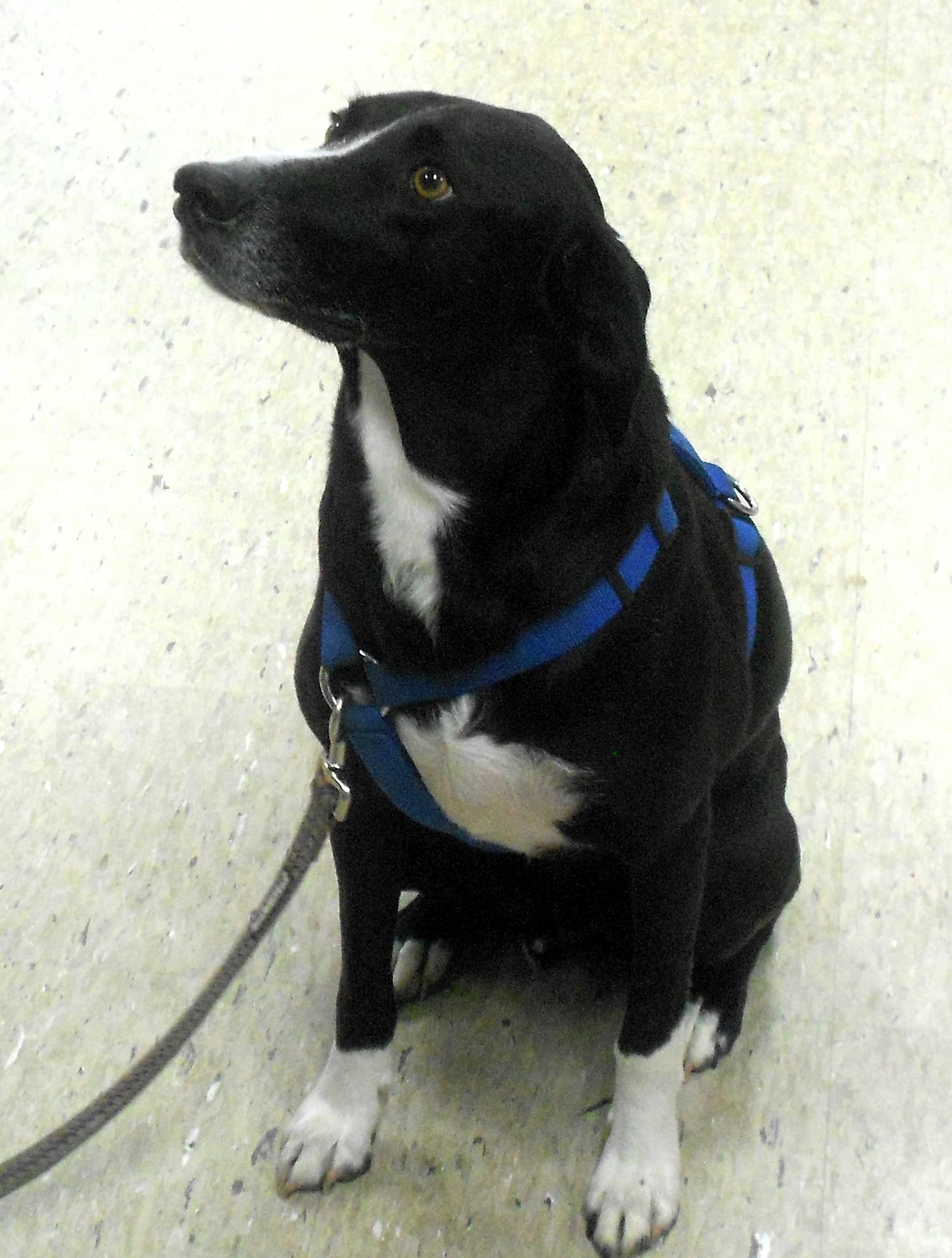 Enlarge Buddy Lee, a ADOPTABLE mixed breed in Frederick, MD image 2/4