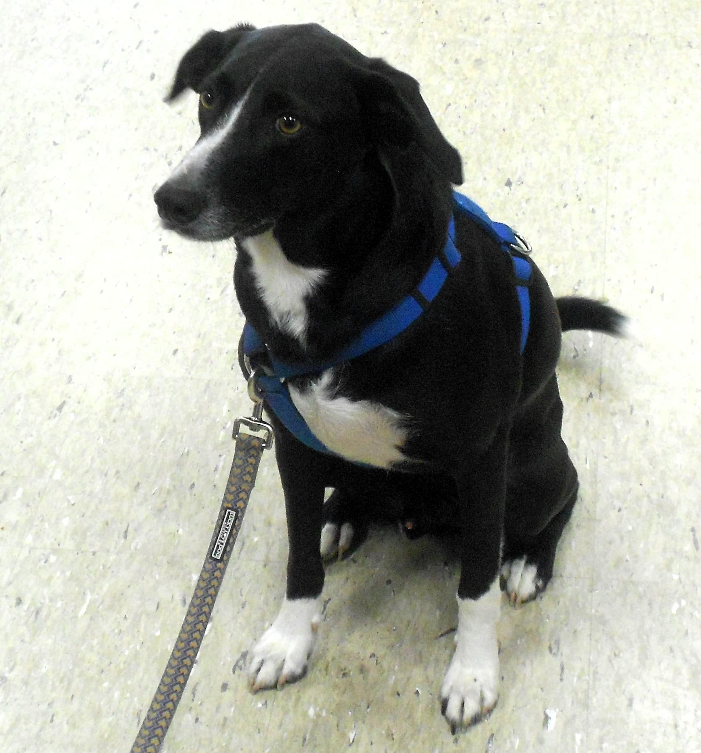 Enlarge Buddy Lee, a ADOPTABLE mixed breed in Frederick, MD image 4/4