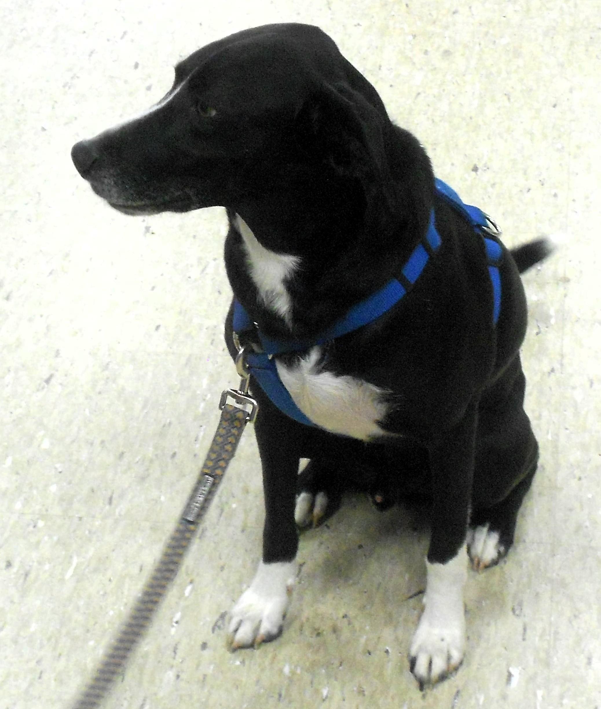 Enlarge Buddy Lee, a ADOPTABLE mixed breed in Frederick, MD image 3/4